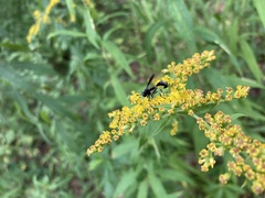 Physocephala tibialis