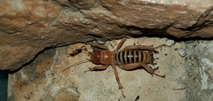 Ammopelmatus