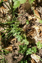 Potentilla micrantha