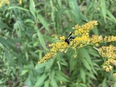 Physocephala tibialis