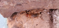 Ammopelmatus