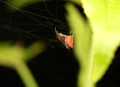 Neospintharus trigonum