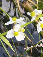 Sagittaria