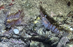 Palaemon serratus