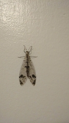 Dendroleon obsoletus