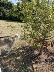 Carpinus caroliniana