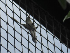 Cynanthus latirostris