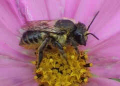 Megachile