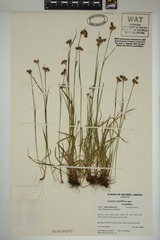 Luzula multiflora multiflora
