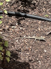 Aspidoscelis neomexicanus