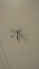 Dendroleon obsoletus