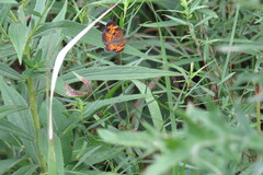 Phyciodes cocyta