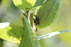 Labidomera clivicollis