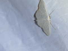 Scopula incanata
