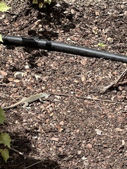 Aspidoscelis neomexicanus