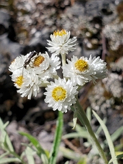 Anaphalis margaritacea