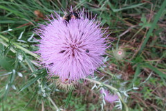 Cirsium discolor
