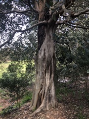Ficus macrophylla