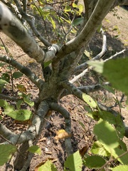 Carpinus caroliniana