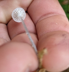 Roridomyces roridus