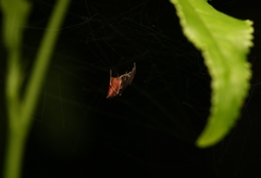 Neospintharus trigonum