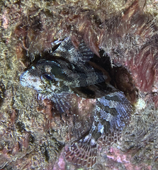 Parablennius gattorugine