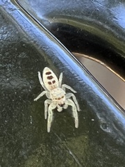 Hentzia mitrata