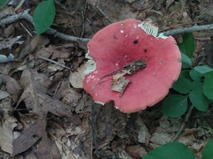 Russula rosacea