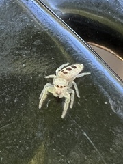 Hentzia mitrata