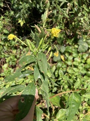 Oenothera