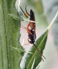 Diplazon laetatorius