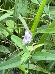 Burnsius communis
