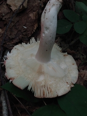 Russula rosacea