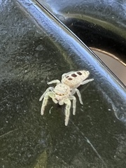 Hentzia mitrata