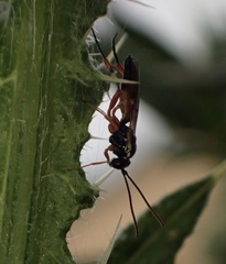 Diplazon laetatorius