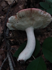 Russula rosacea