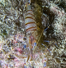 Palaemon serratus