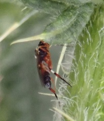 Diplazon laetatorius