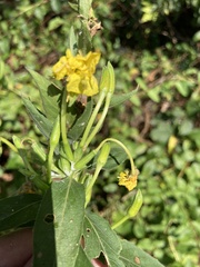 Oenothera