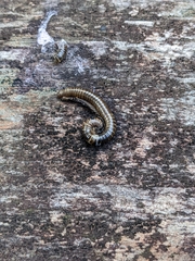 Myriapoda