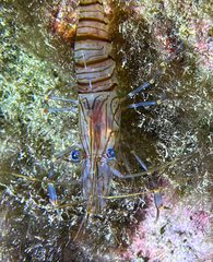 Palaemon serratus