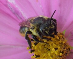 Megachile
