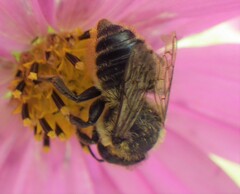 Megachile