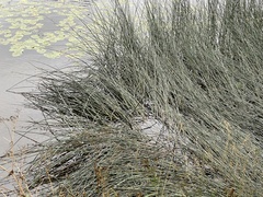 Schoenoplectus lacustris