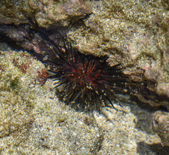 Echinometra lucunter