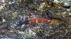 Tripterygion melanurus
