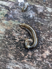 Myriapoda