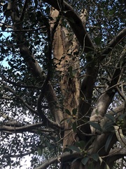 Ficus macrophylla