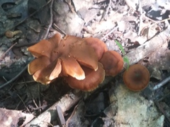 Cortinarius distans