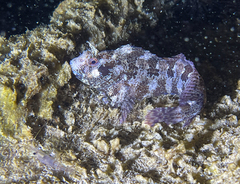 Parablennius gattorugine